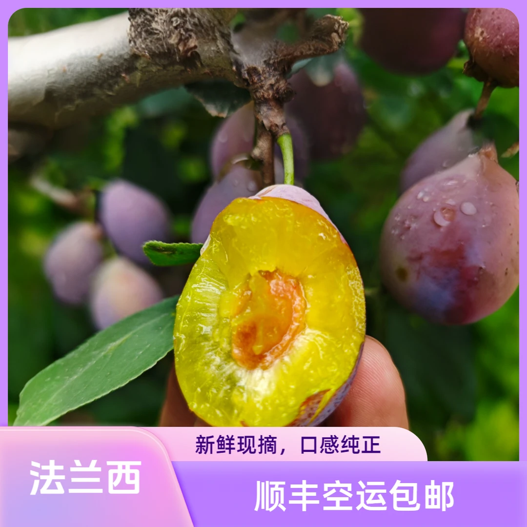 新疆法兰西西梅产地直发顺丰空运包邮多汁