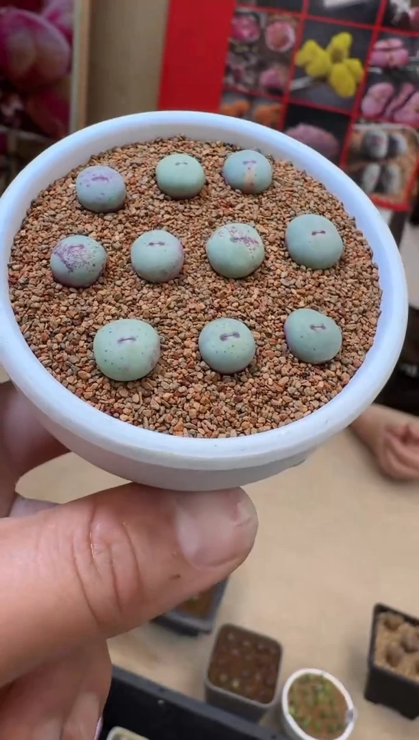 【闪购商品】19-31·PV1014一颗