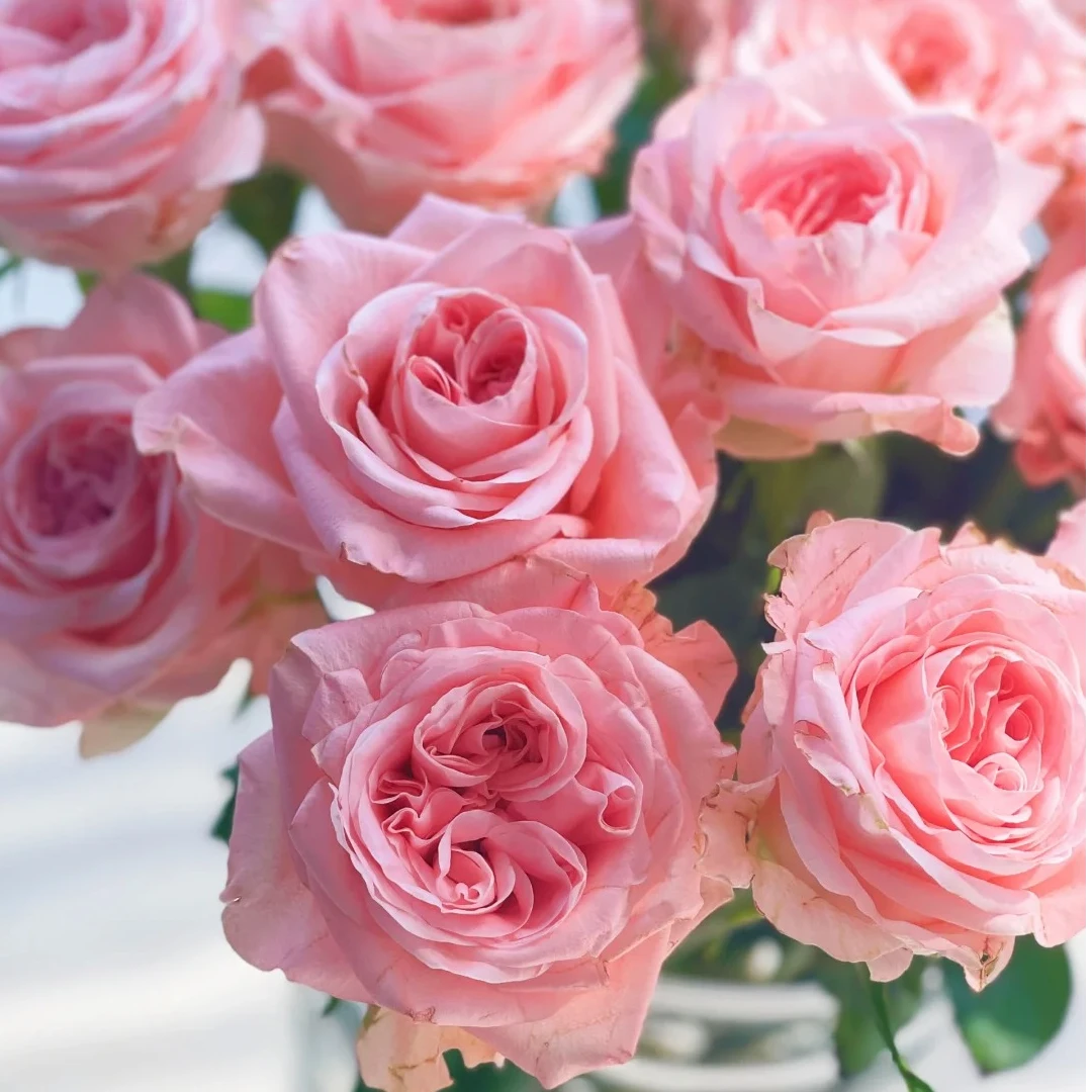 【女娲玫瑰】云南斗南基地现采现发品质女娲单头玫瑰