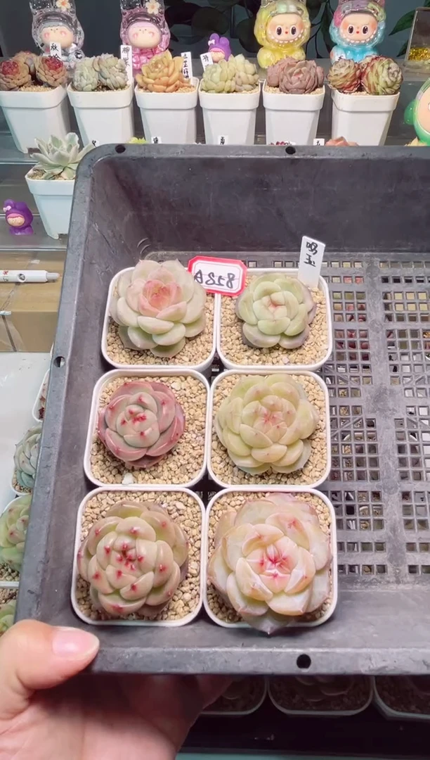 A858打包6个多肉