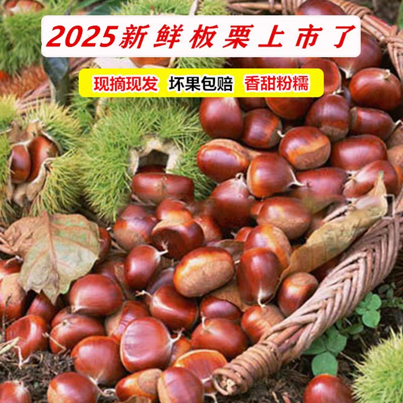 云南板栗生新鲜栗子农家现摘现发油栗子毛栗子板栗球即食板栗仁