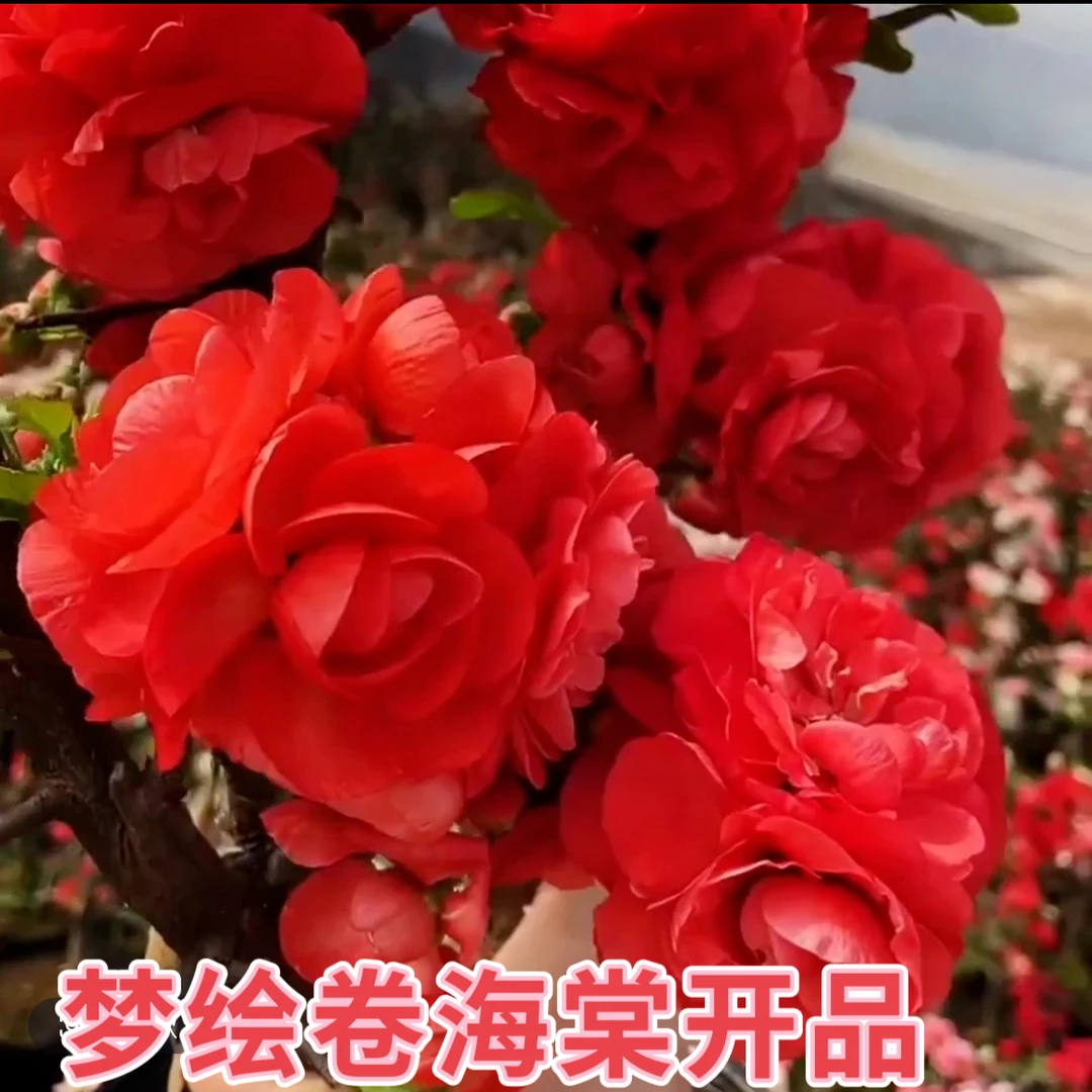 梦绘卷海棠，春季开花，办公室盆景