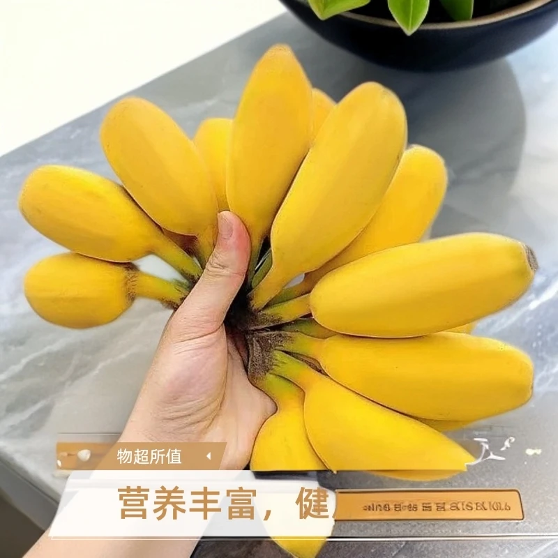 现采广东正宗青皮苹果蕉当季新鲜整箱装孕妇适用软糯香甜皮薄香蕉