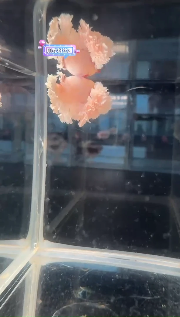 斗鱼绣球大耳斗鱼
