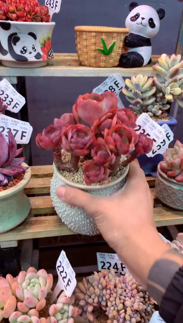 235F（一物一拍，精品多肉，w所见即所得 ）