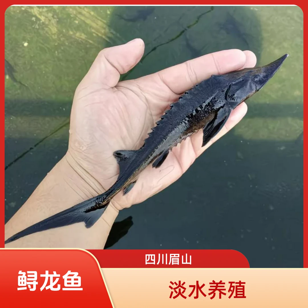 鲟龙鱼 淡水养殖 四川眉山发货