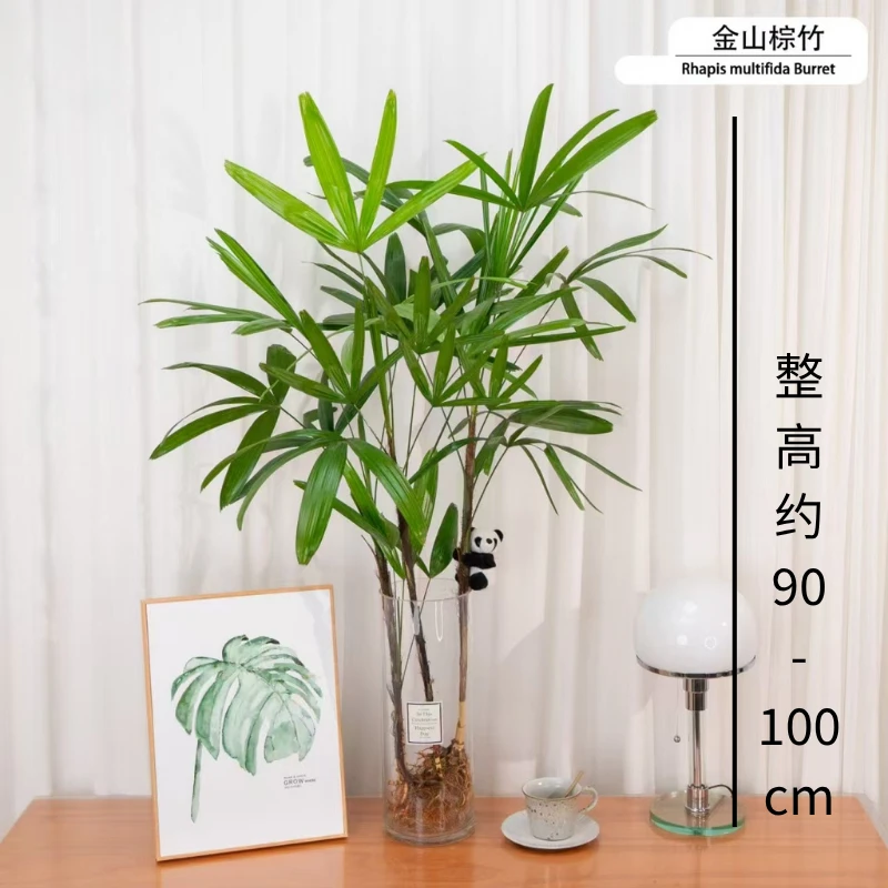 种花的大象水培金山棕竹（不含瓶）90-100cm盆栽净化空气室内植物