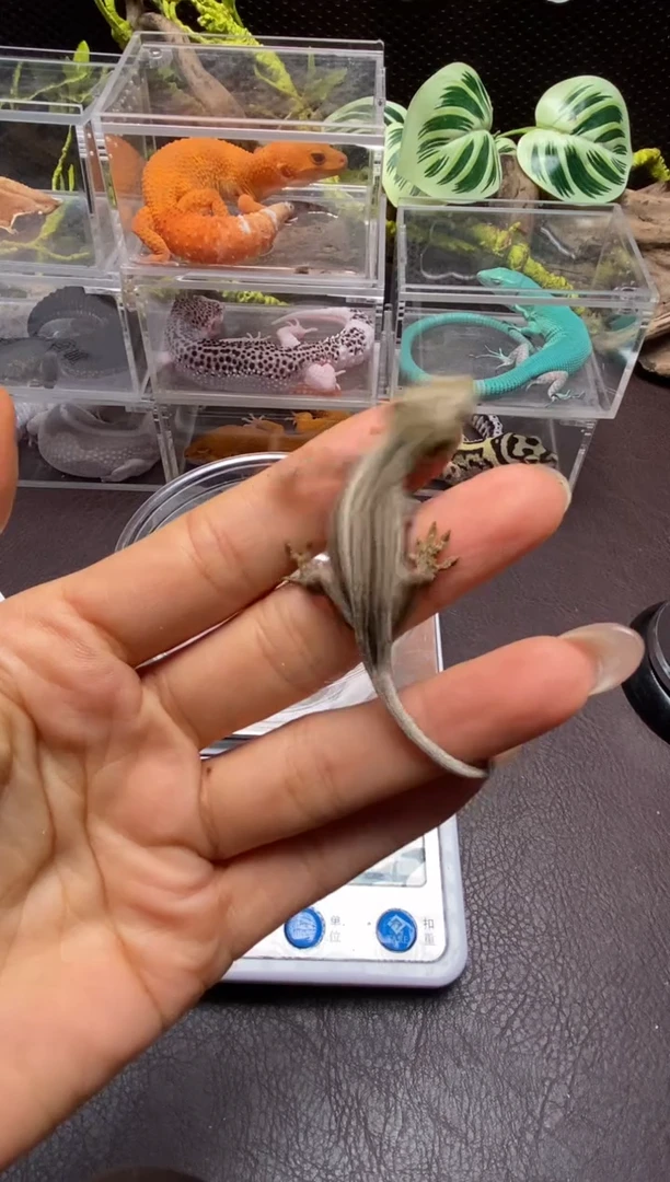 盖勾亚守宫鳞与尾 Scale Tail 爬宠Y1