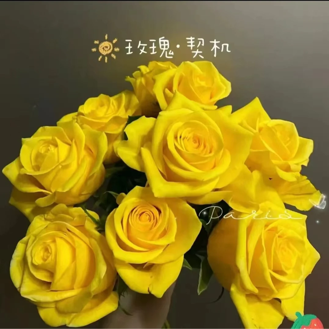 契机大苗  四季灌木月季