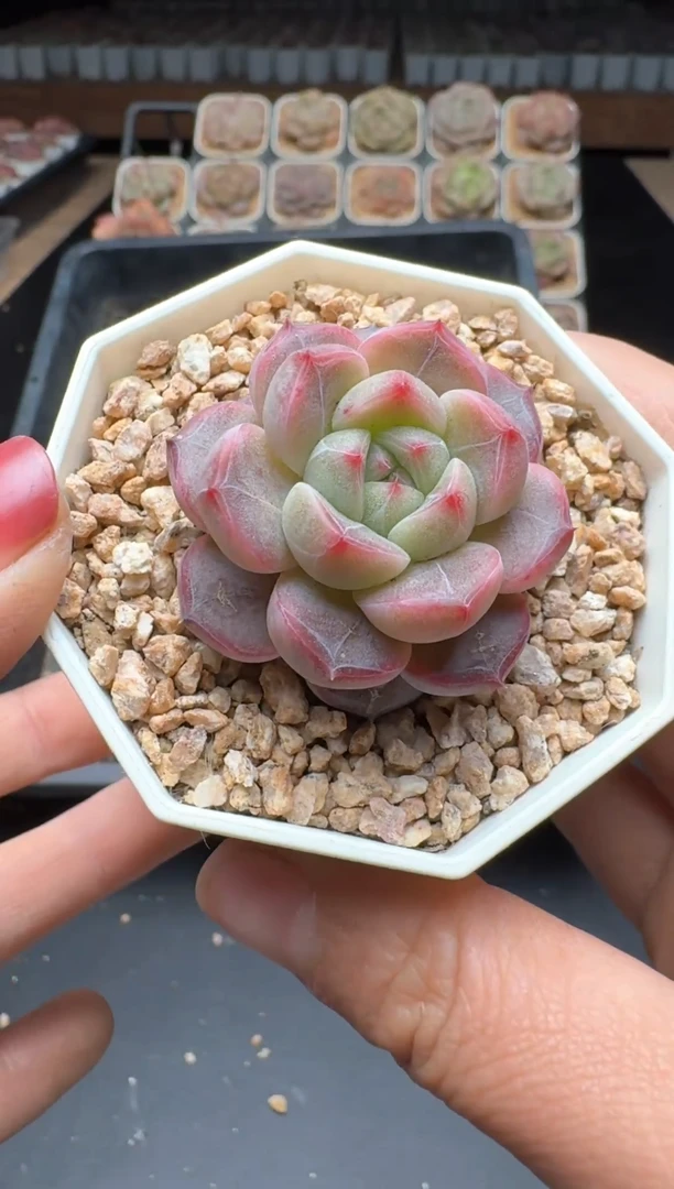 【闪购商品】059号一物一拍珍妮多肉花卉植物3颗起发