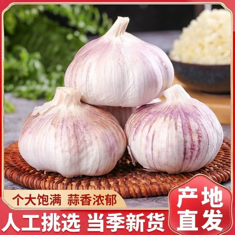 紫皮蒜瓣2025年大蒜正宗红皮大蒜头食用商用批发非独头蒜整箱批