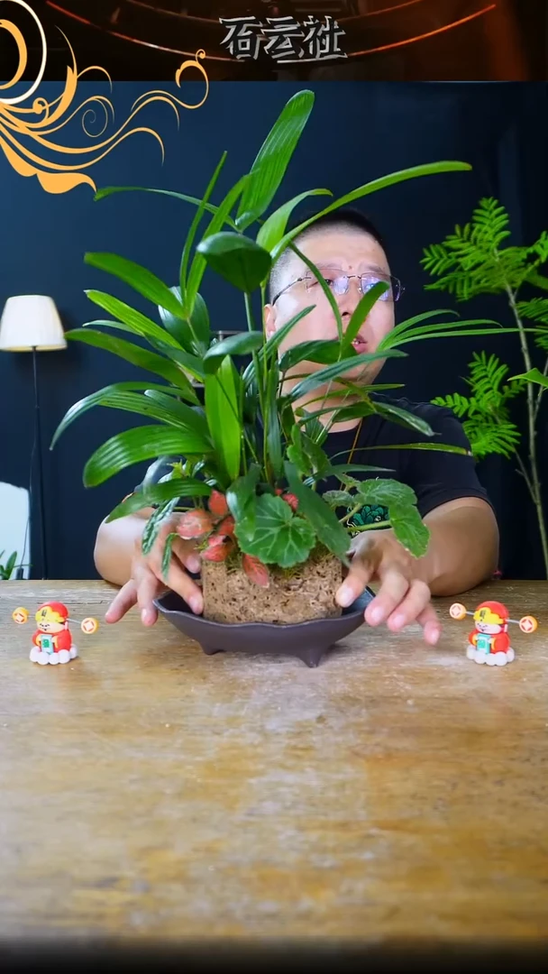 石云社一物一拍组合盆栽14