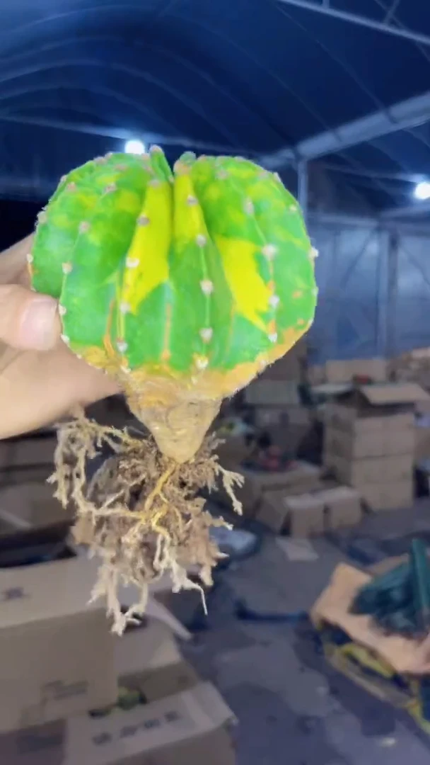 世界图锦【带根】7-10cm