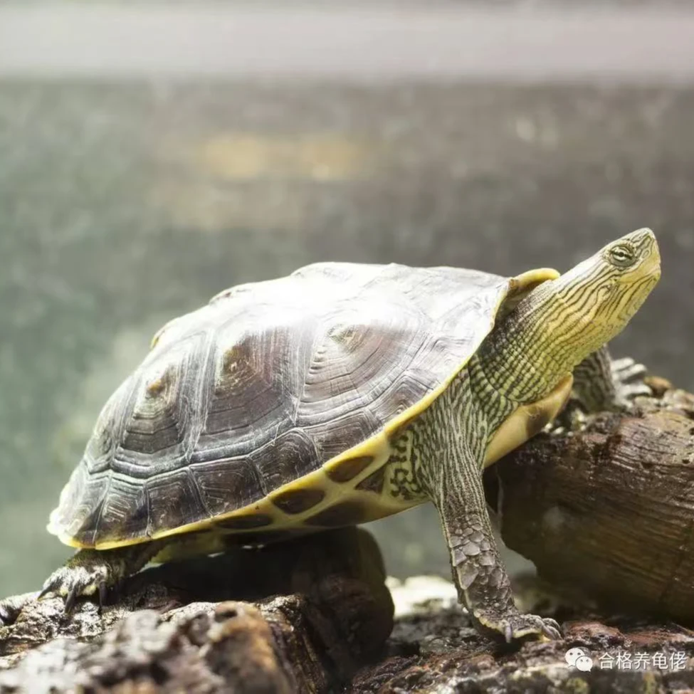 直播选龟报价，拍开箱视频包三天饲养风险，送一小包龟粮