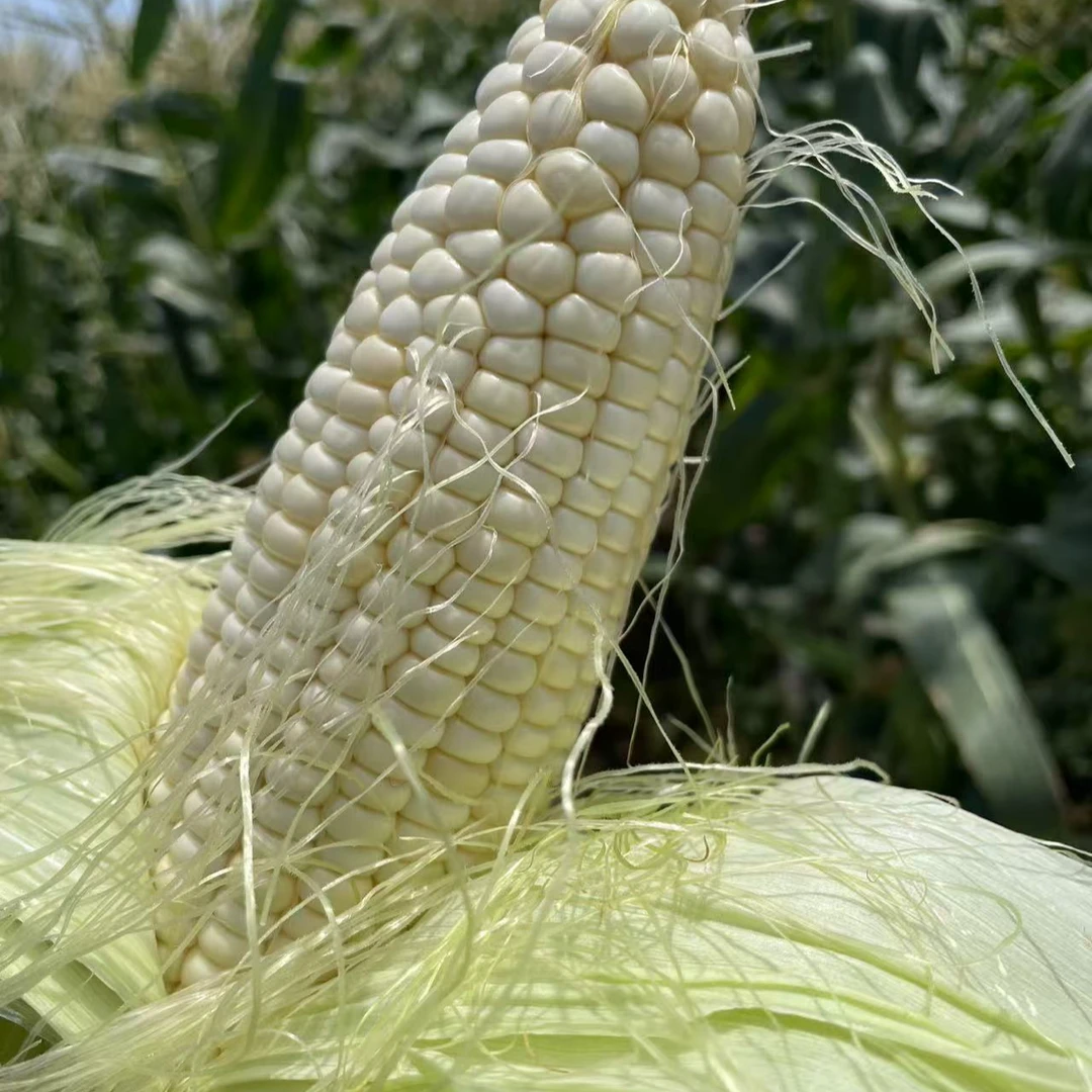 2025头茬新疆新鲜糯玉米又甜又糯新疆维吾尔自治区