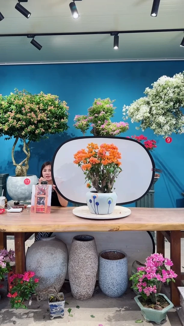 全部花朵爱马仕橙三角梅