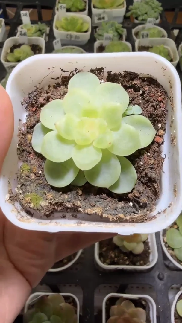 1345  纸鸢多肉植物