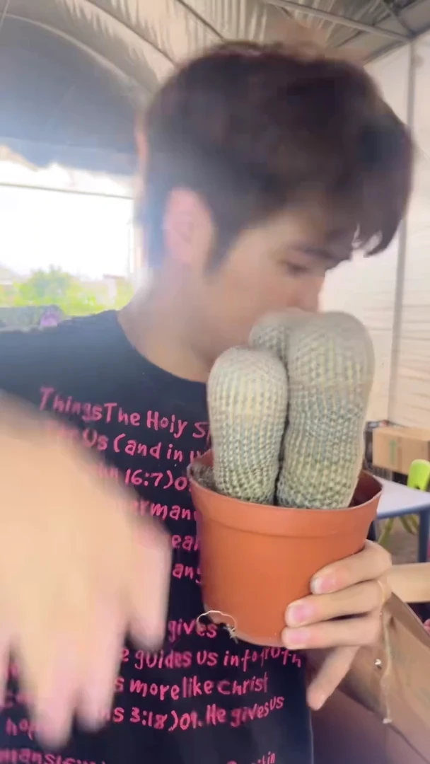 三头 红太阳【带根】