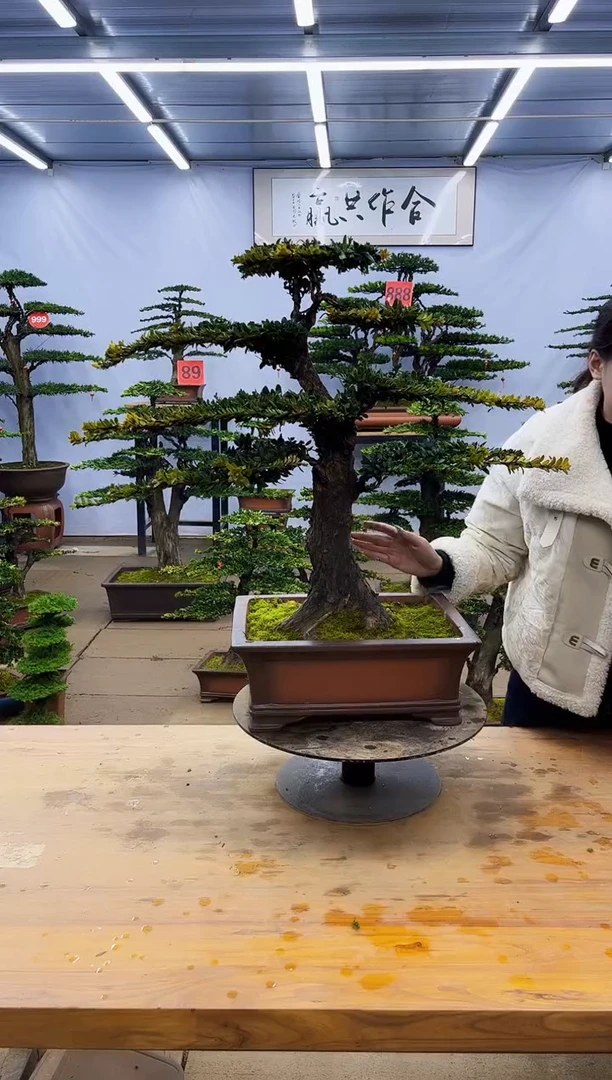 【闪购商品】高端盆景一物一拍，所见即所得