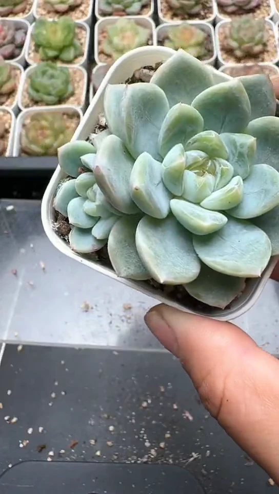 818F云禹多肉植物 默认脱土纸巾打包 3颗包邮