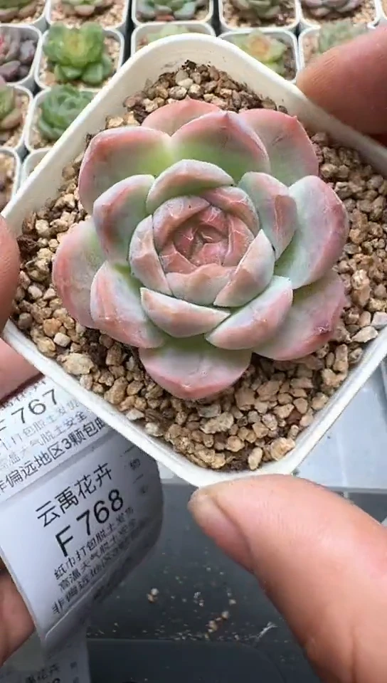 766F云禹多肉植物 默认脱土纸巾打包 3颗包邮