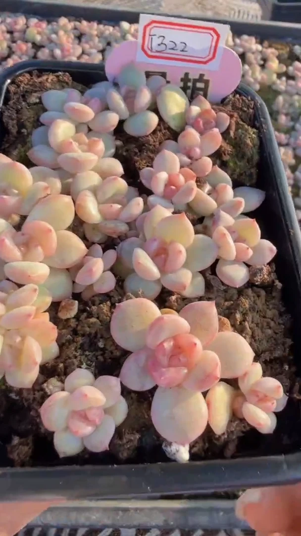 T322切糕 量拍多肉植物