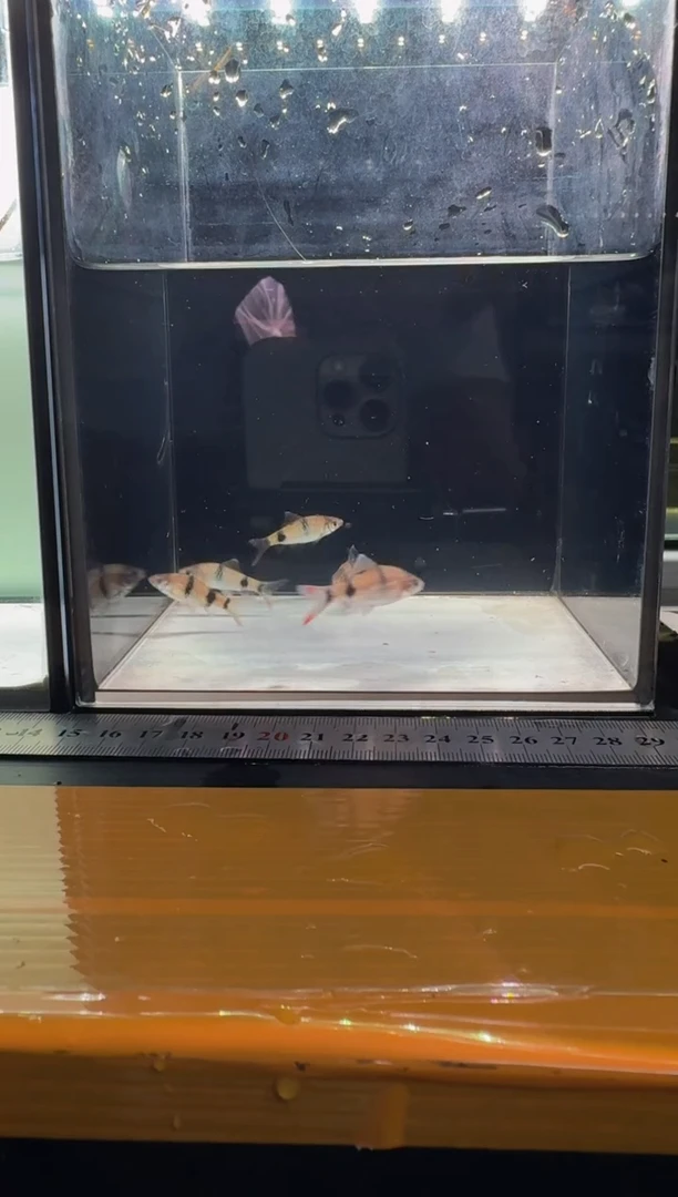 海水鱼克里苗111