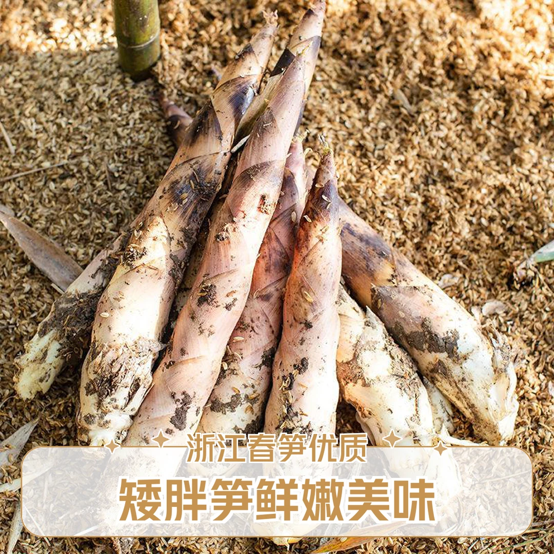 浙江现挖直发 矮胖笋新鲜临安春笋正宗鲜嫩美味雷笋次日达