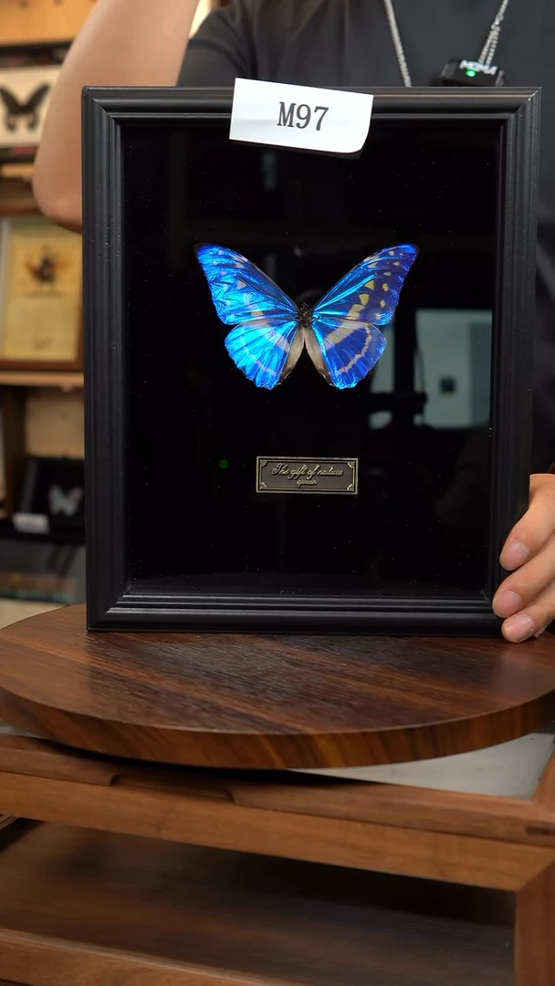 塞浦路斯闪蝶M97