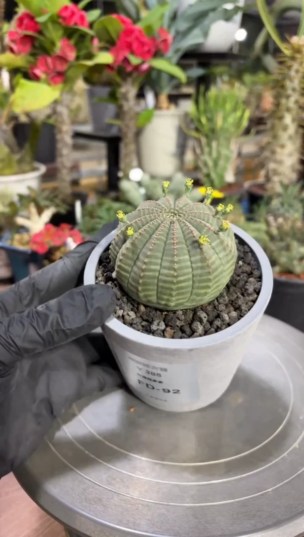 布纹球大戟FD-92