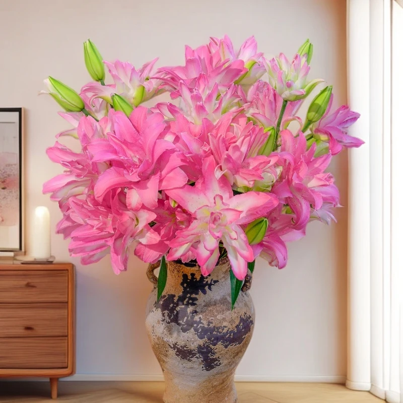 云南木木花卉 水蜜桃 重瓣香水百合清香粉色渐变高贵淡雅水养鲜花