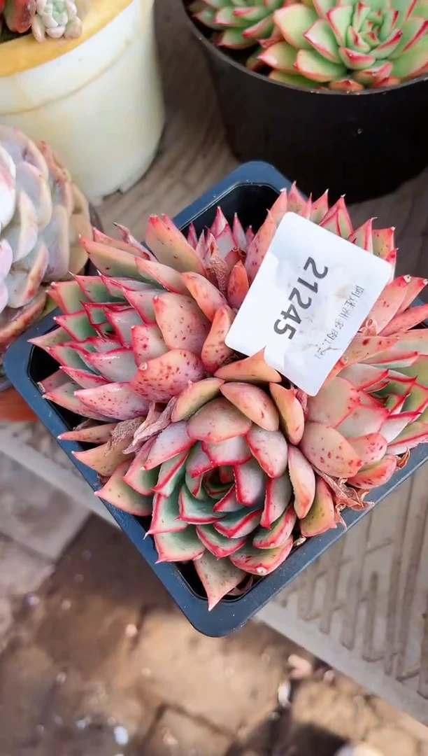 【闪购商品】21245