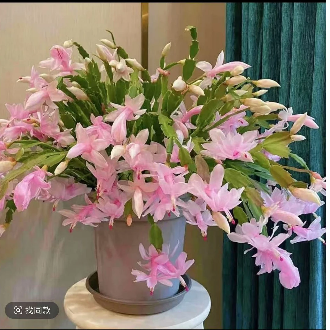 白玛丽蟹爪兰带花苞稀有品种渐变色室内花卉好养活