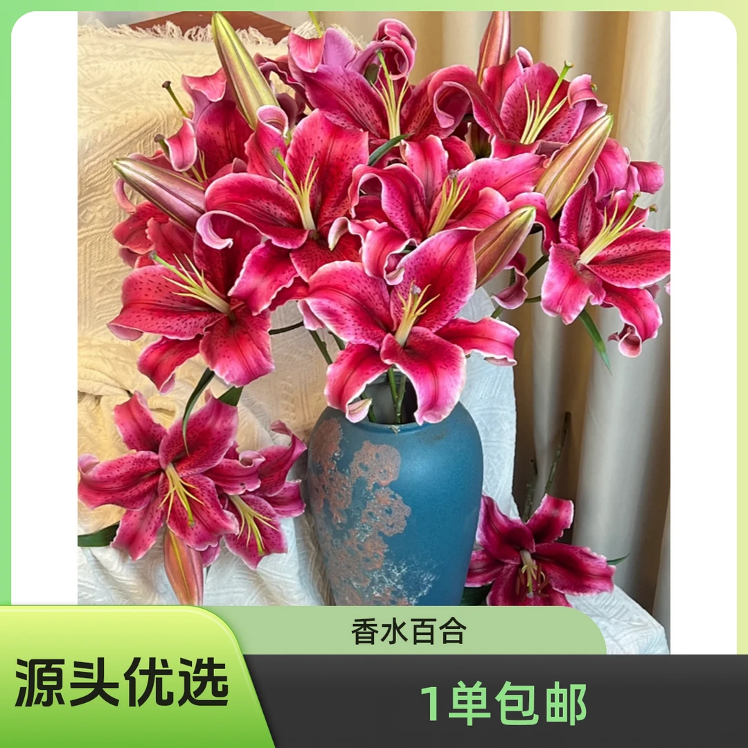 植此 1单【包邮】【黑美人香水百合】零度以下需要拍保温棉