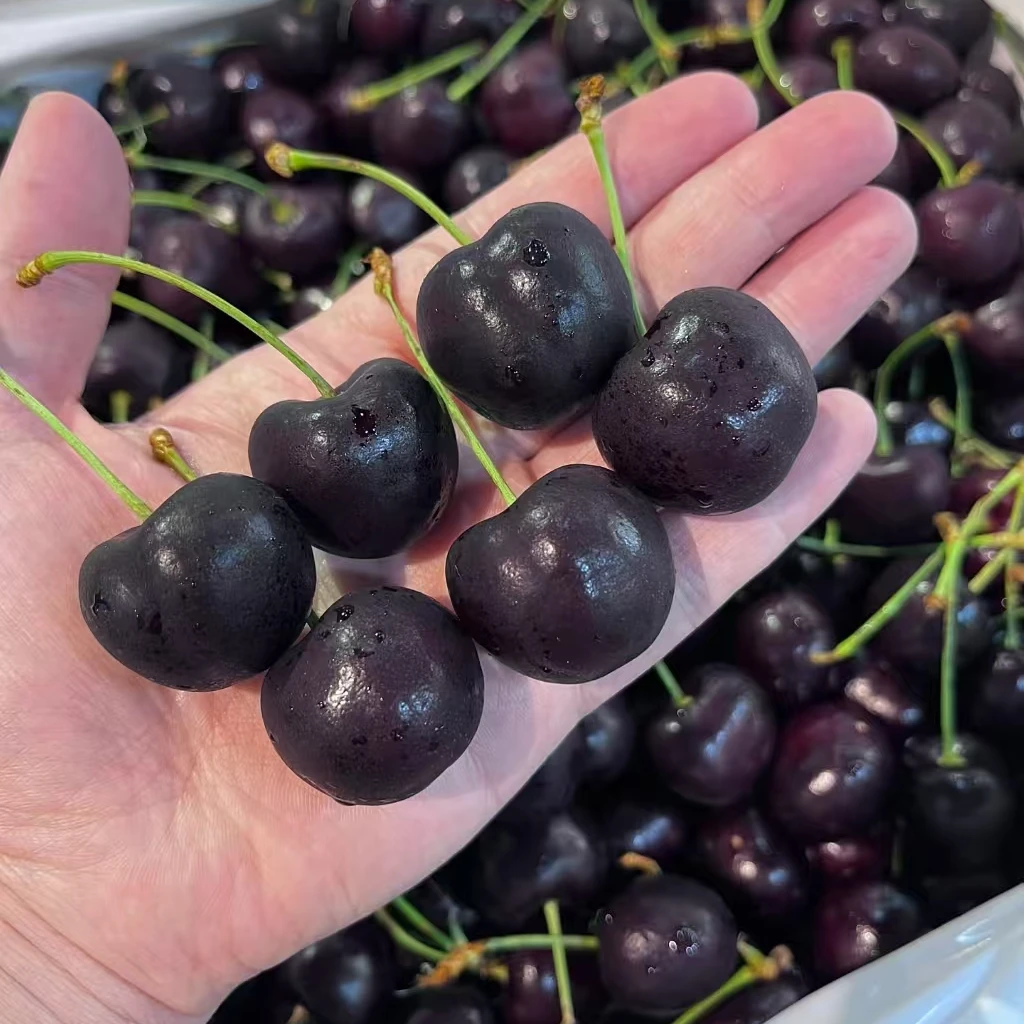【陈灵岳甄选】2/3JD智利海运黑珍珠车厘子净重5斤 内附果径卡
