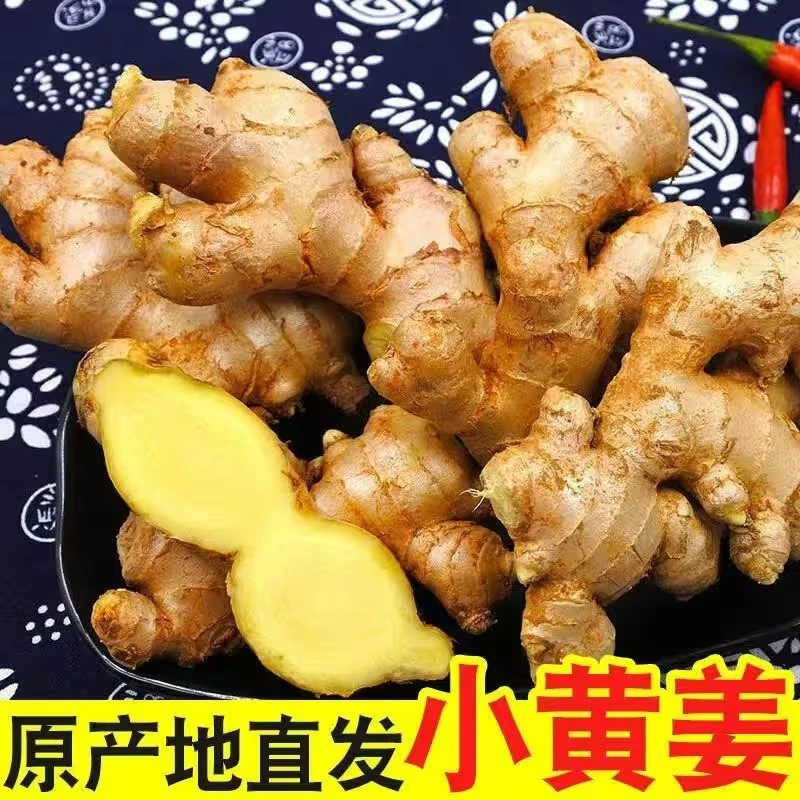高山正宗小黄姜生姜嫩姜2025新鲜新姜嫩姜小黄姜姜味十足基地直发