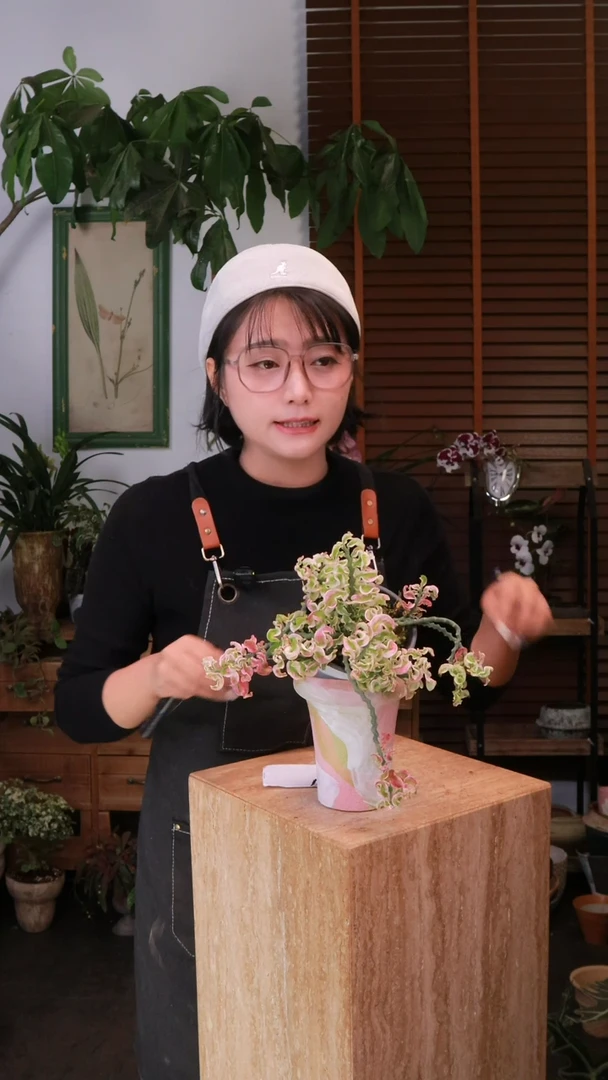 无花朵 红雀珊瑚  带盆 种好发货 顺丰包邮