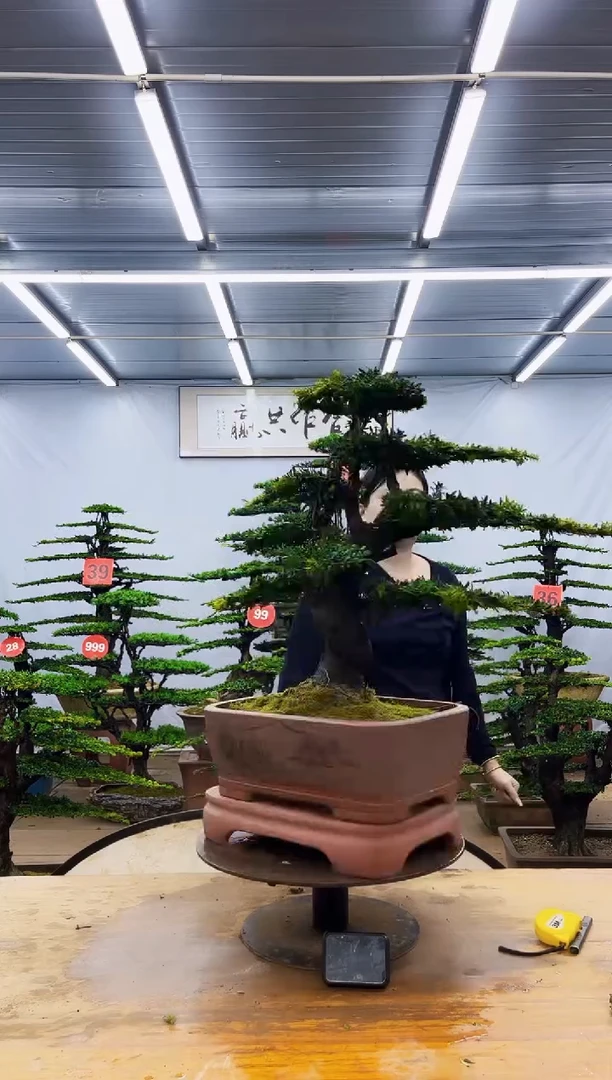无花朵一物一拍，所见即所得