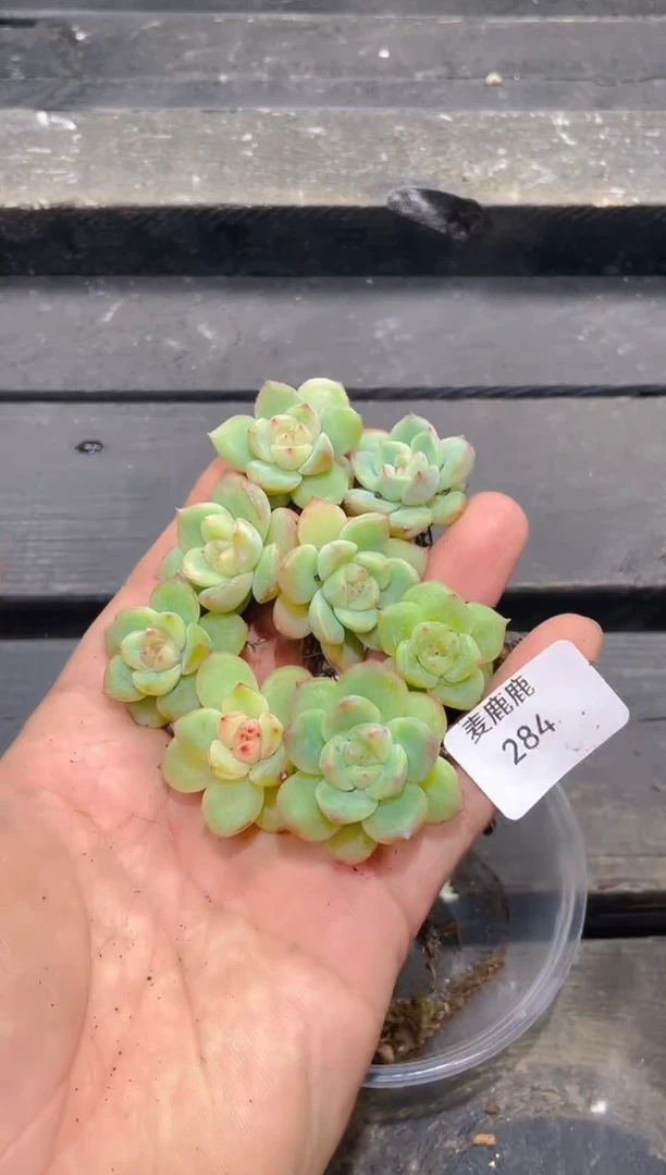 284璇玑       量拍