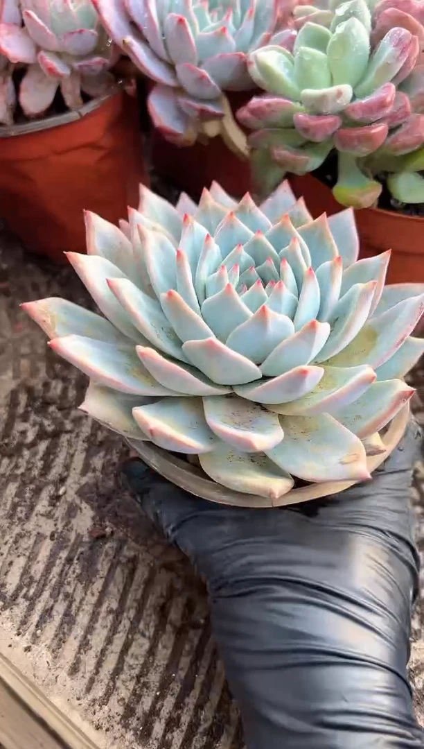 香*恋多肉植物一物一拍26319