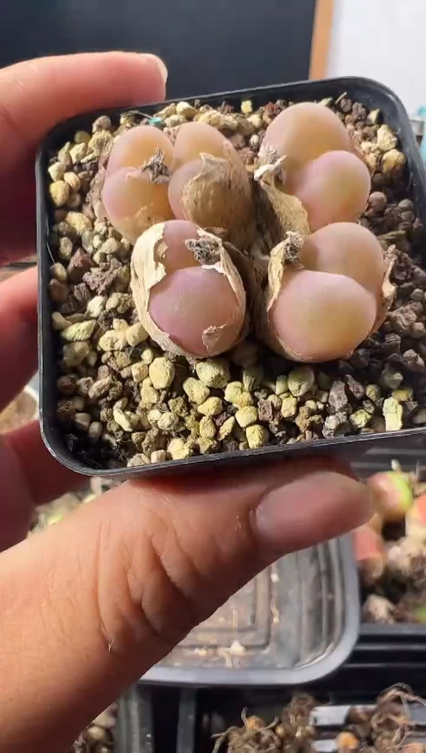 一物一拍         580