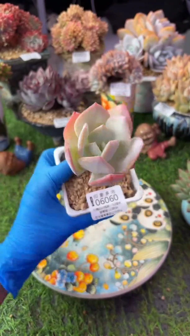 昆明印象多肉06060