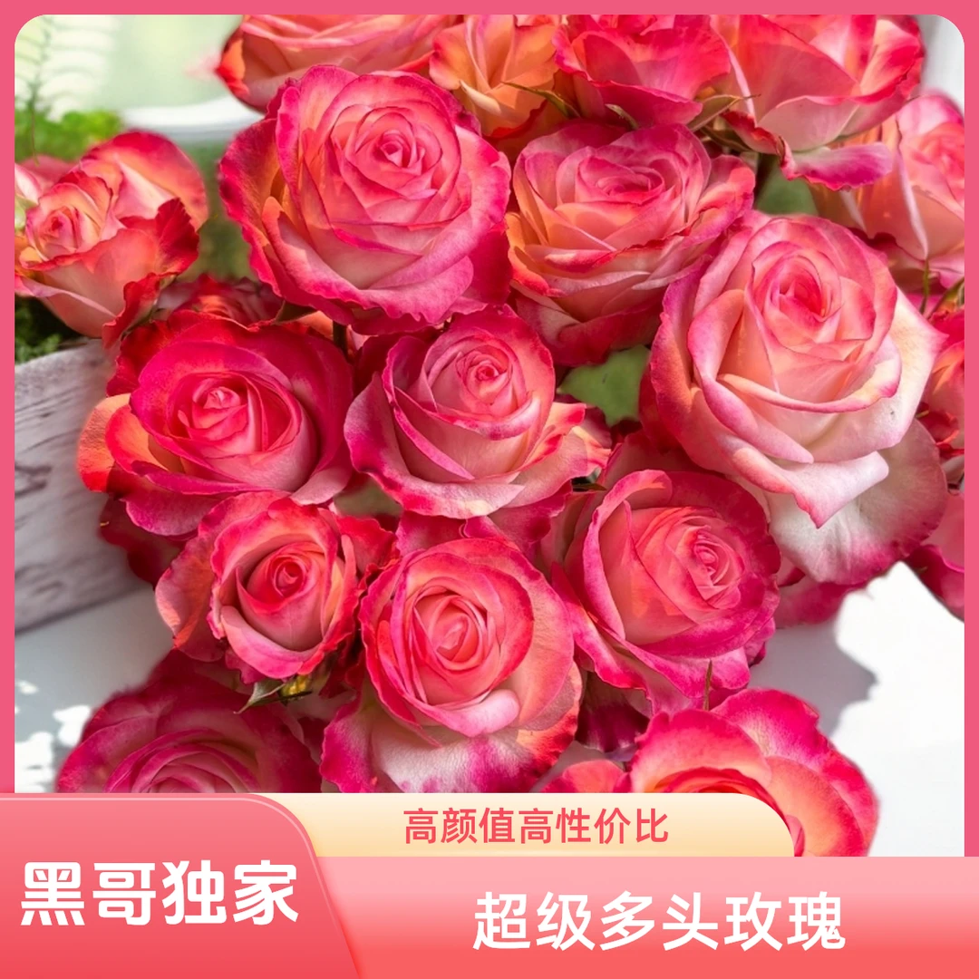 黑哥的花园浪琴月季独家授权多季开超级多头抗病耐热盆栽庭院地栽