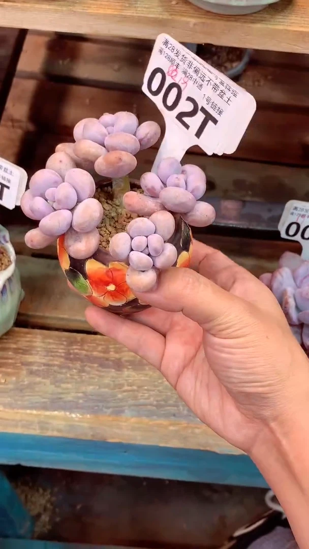 002T(一物一拍实付满28发货，默认不带盆土）