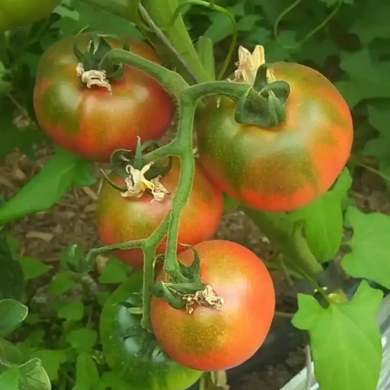 （海南、云南可拍）东北大草莓柿子绿腚柿子新鲜酸甜可口包邮