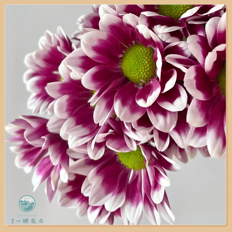 【兰小胖】精选小菊-陪伴10枝装 超长花期 顺丰包邮 赠送保温