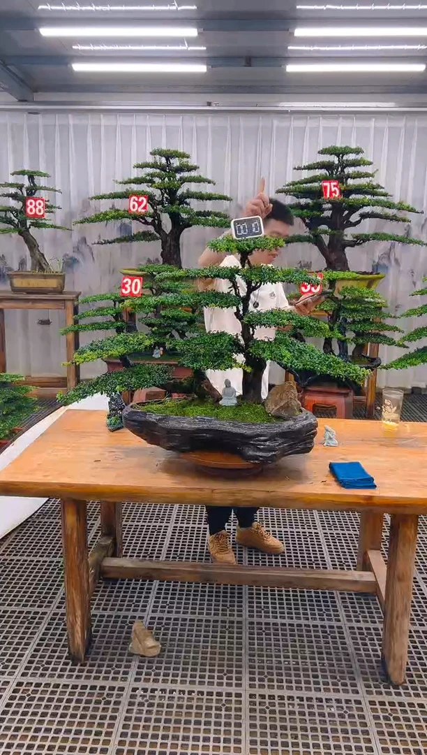无花朵精品盆景直播间一物一拍