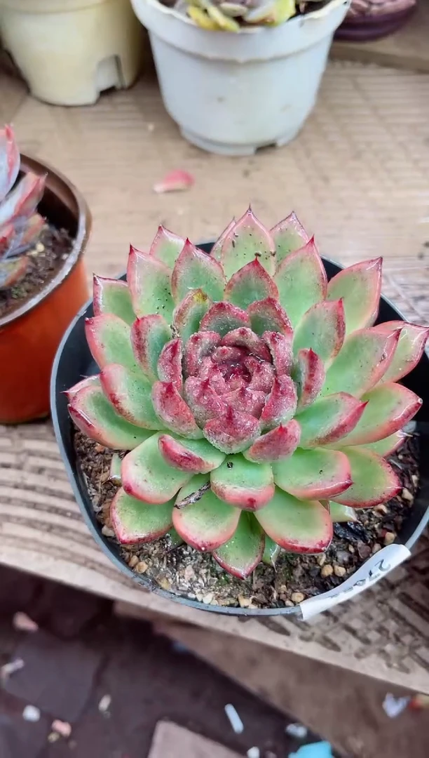 A****容27058多肉植物一物一拍