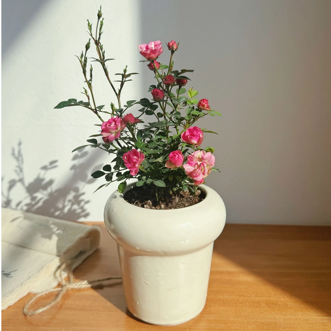姬月季玫瑰植物桌面盆栽室内好养绿植