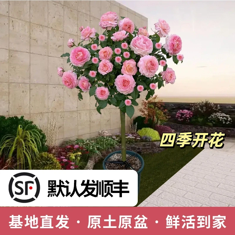 庭院棒棒糖造型树桩月季盆栽带花苞四季开花适合阳台种植大花浓香
